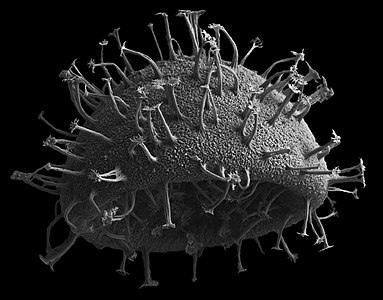 Dinophytic microalga isolated from sediments of the Amur Bay (photograph taken with a scanning electron microscop)