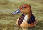 Fulvous whistling-duck