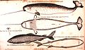 Narwhal Monodon monoceros narhval