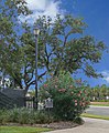 First oleander planted in Galveston (1841)