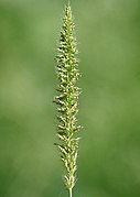 Setaria verticillata, bristly foxtail