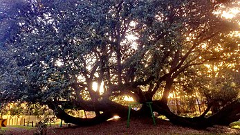 Whole view of tree at dusk