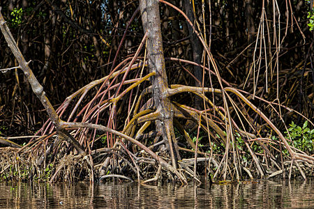 Rhizophora mangle (Red Mangrove)