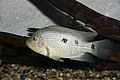 The Texas cichlid (Herichthys cyanoguttatus) is the only cichlid native to the United States.