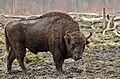 European bison