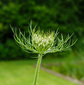 Daucus carota (Wild Carrot)