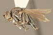 Diasemocera