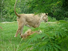 Lion and lioness at the zoo.