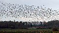 A large flock in Ystad, Sweden.