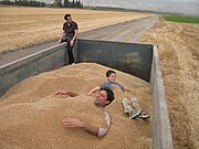 収穫した大量のコムギの実（イスラエル）