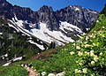 Image 36Alpine flora near Cascade Pass (from Montane ecosystems)