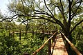 Treetop Boardwalk. Tutte le strutture del Parco nazionale sono accessibili anche per i disabili.