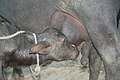 File:Water buffalo calf suckling, near Mehsana, Gujarat, India, 2.jpg