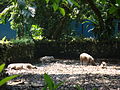 Babi Hutan di Zoo Negara, Malaysia.