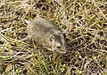 grey dwarf hamster