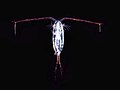 Image 105A copepod (from Arctic Ocean)