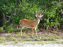 Cerf des Keys.