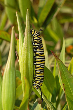 Larv av monarkfjäril (Danaus plexippus)