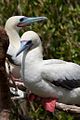 Red Footed Boobies (Sula sula)