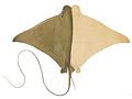 Brazilian cownose ray