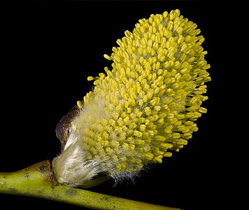 Salix caprea (Goat Willow), male