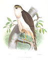 white-breasted hawk