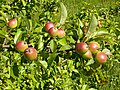 Ripe wild crab apples (Malus sylvestris)