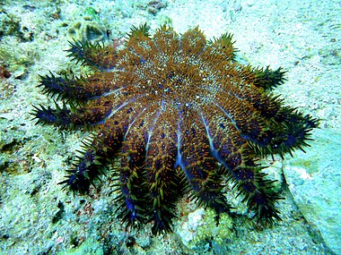 Acanthaster brevispinus