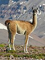 guanaco