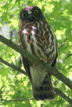 Description de l'image Ninox japonica, Japan.jpg.