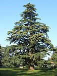 A deodar tree
