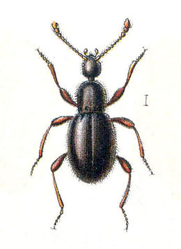 Scydmaenus tersatus