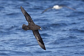 Westland petrel / tāiko