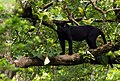 Indisk leopard med melanisme i Nagarhole nasjonalpark