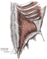 Fig.6. - Muscoli della parete addominale: Obliquo Interno