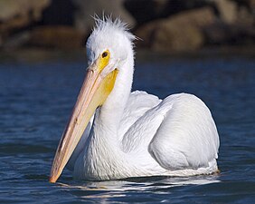 Pelican