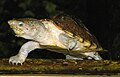 razor-backed musk turtle