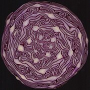 Multiple Fibonacci spirals: red cabbage in cross section