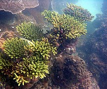 Acropora latistella