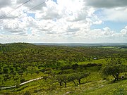 Typical savanna environment characteristic of Alentejo.