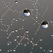 Dew on spiderweb