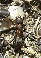 Zwartrugbosmier (Formica pratensis)