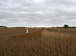 rows of soybeans