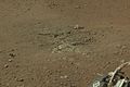 "Goulburn" rock outcrop on Mars - near the landing site ("Bradbury Landing") of the Curiosity rover (August 17, 2012).