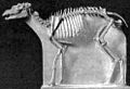 Protoceras