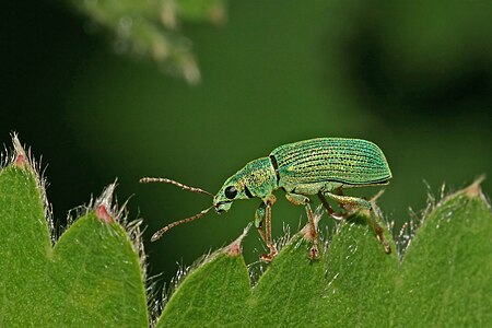 Polydrusus formosus