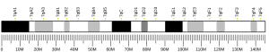 Chromosome 7 (souris)