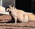 Capybara