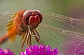 Image 7Numerous species of Dragonflies are native in Bangladesh. The pictured specimen was photographed at Baldha Garden, Dhaka. Photo Credit: Azim Khan Ronnie