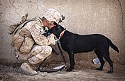 アメリカ海兵隊の軍用犬